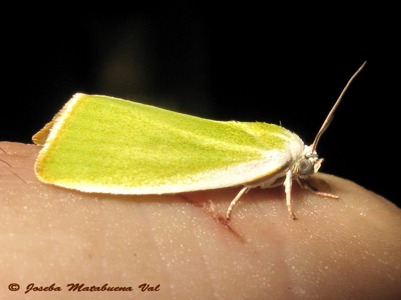 Earias insulana, Nolidae - No, E. clorana